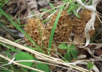 morel-mushrooms-southern-oregon